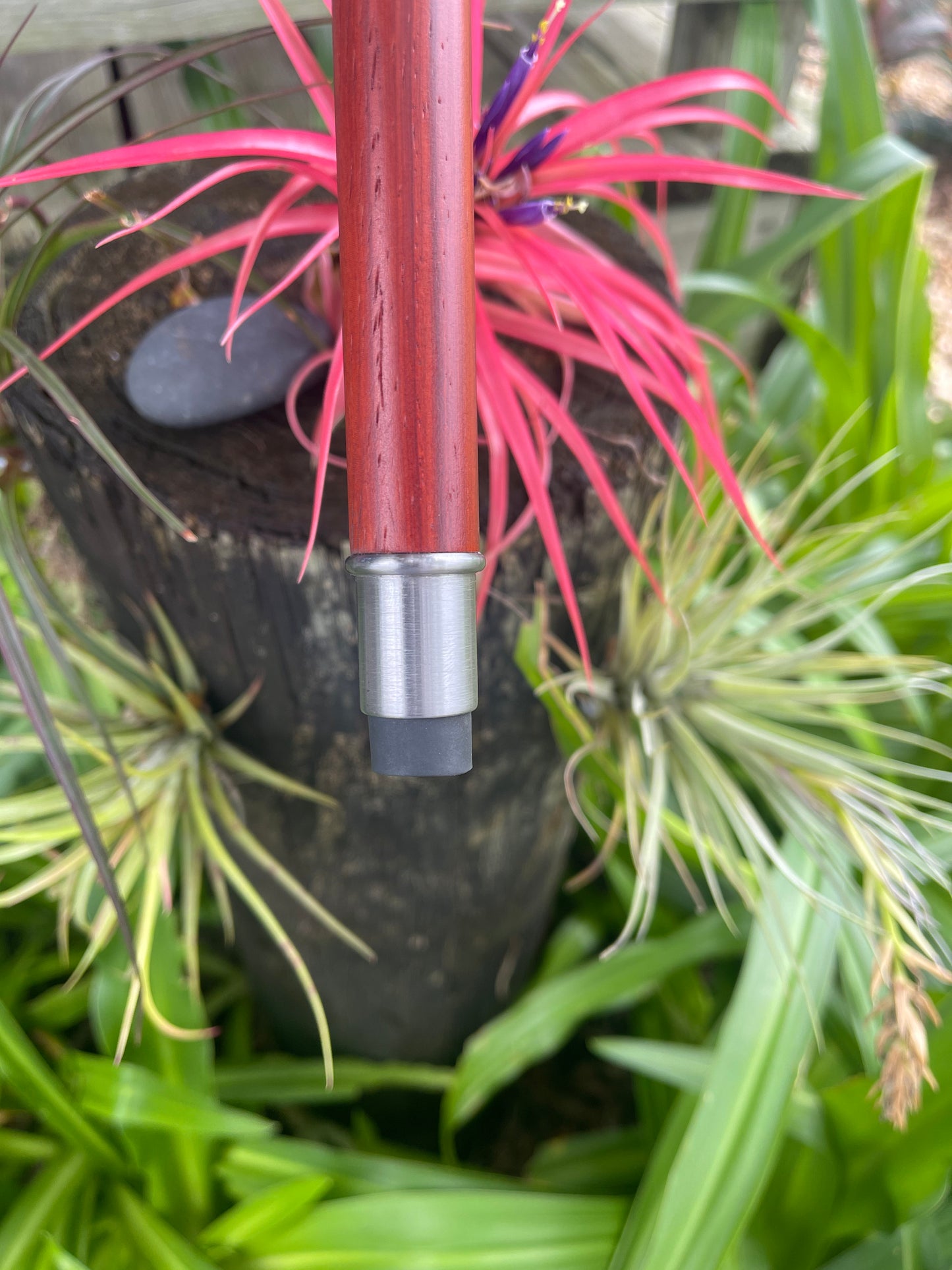 Cheroot / Cannon Cane / Padauk