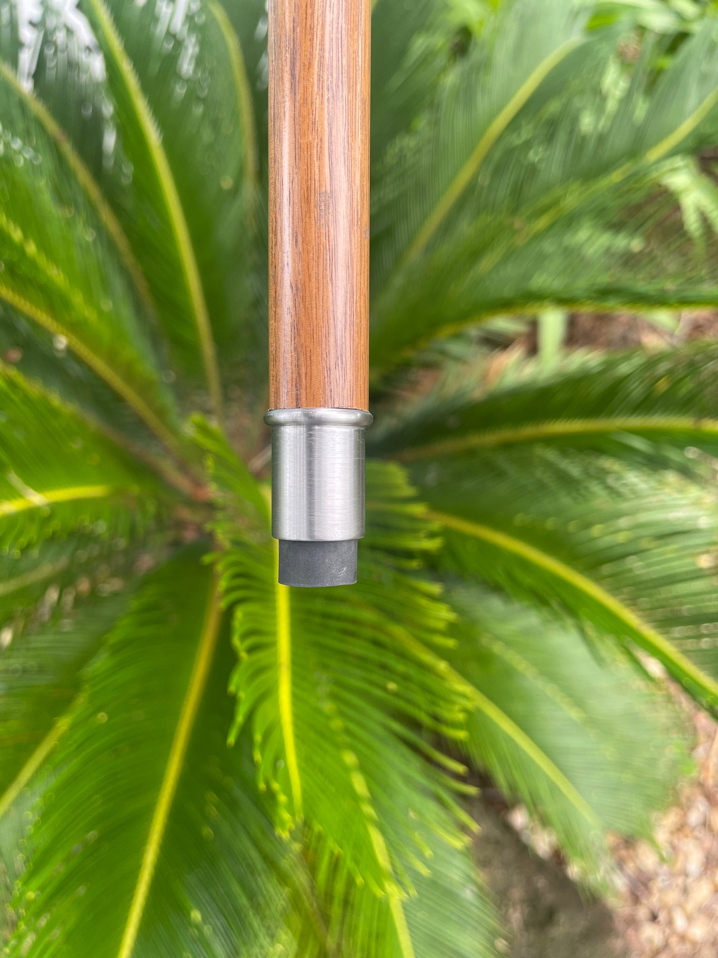 Cheroot / Cannon Cane / Black Walnut Shaft
